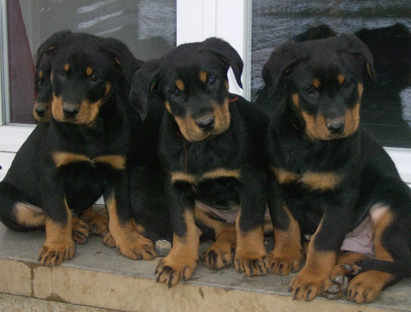 Chiot Berger de Beauce des bergers du Vent