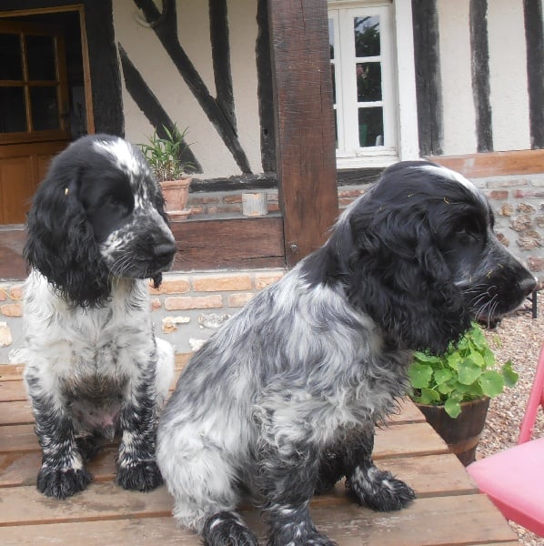 des Ilons de la Risle - Cocker Spaniel Anglais - Portée née le 08/03/2012