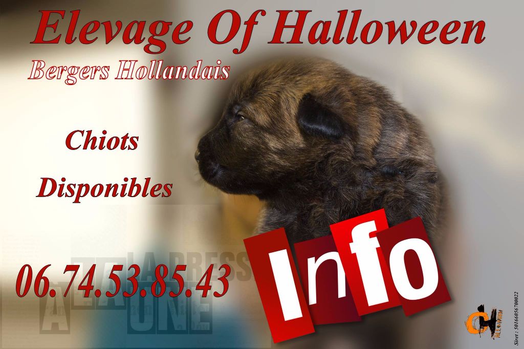 of Halloween - CHIOTS DISPONIBLES