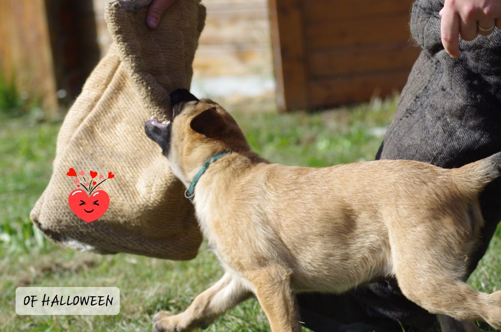 of Halloween - Chiots disponibles - Berger Belge