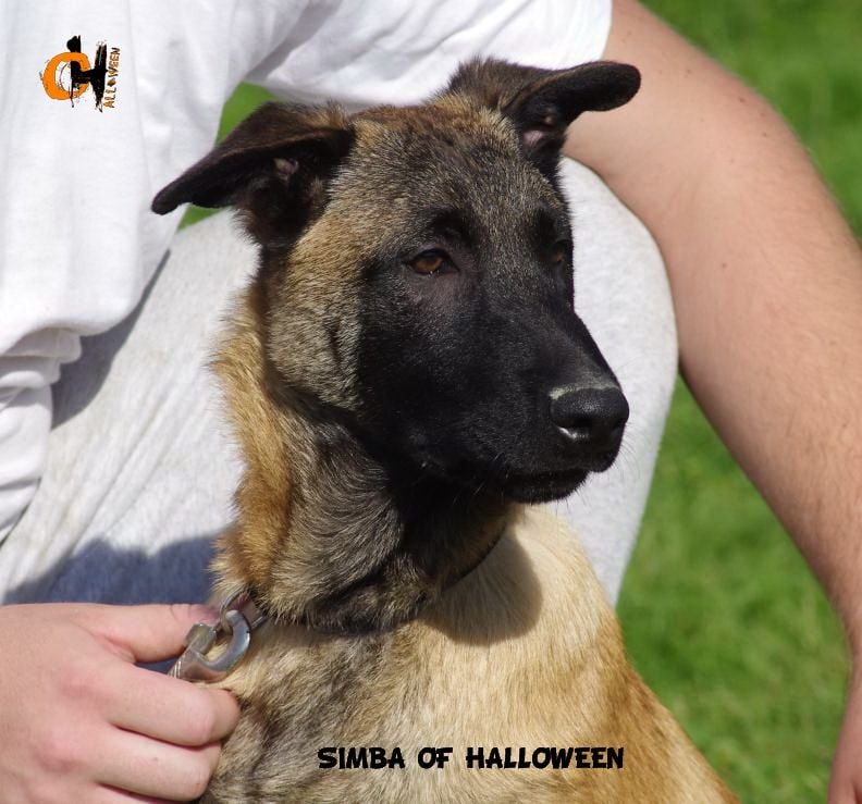 of Halloween - Chiots disponibles - Berger Belge