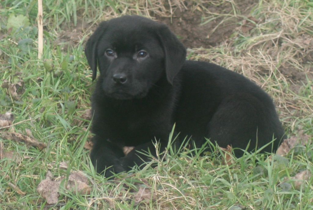 de la plaine du Vermandois - Chiots disponibles - Labrador Retriever