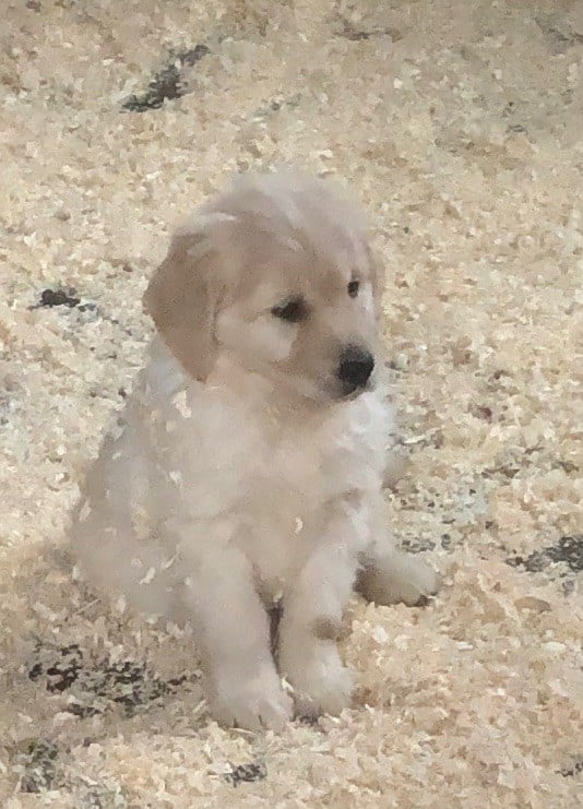 de la plaine du Vermandois - Chiots disponibles - Golden Retriever