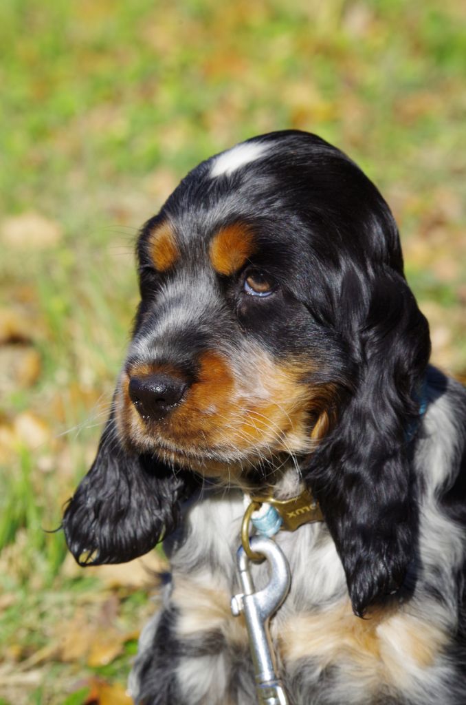 ar Sterenn Gwen - Des chiots pour septembre 