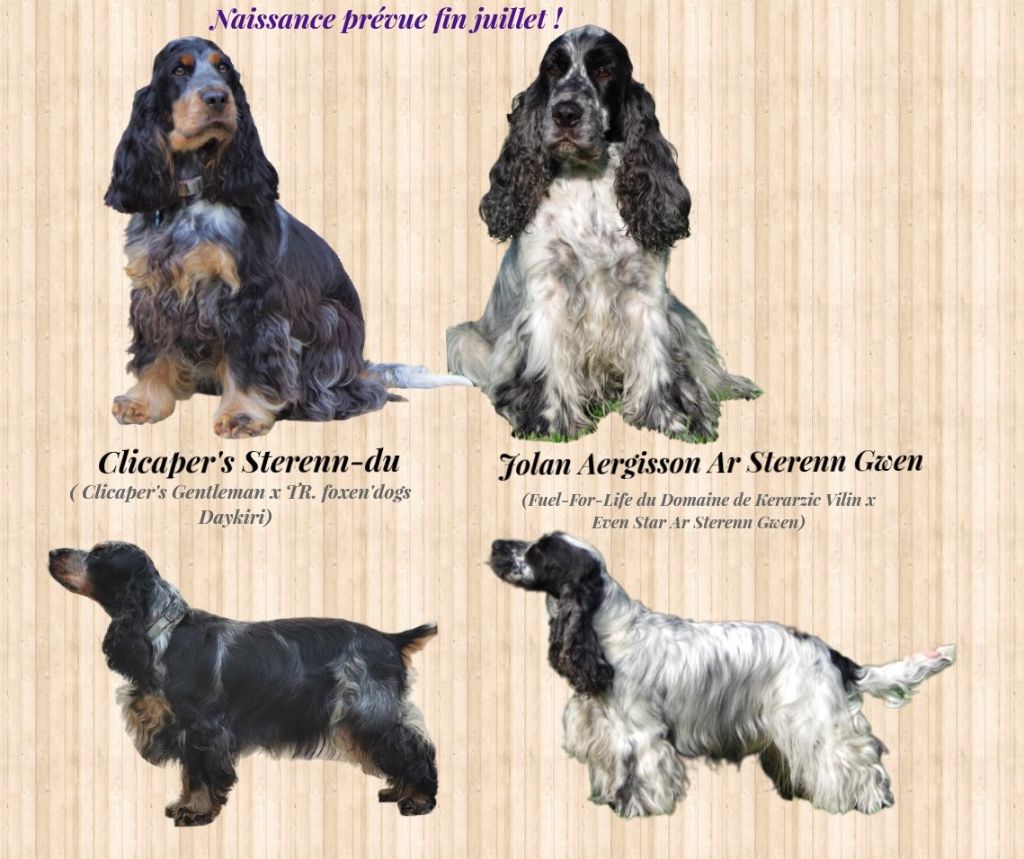 ar Sterenn Gwen - Des chiots fin juillet