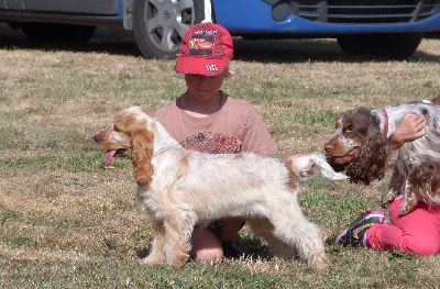 ar Sterenn Gwen - La journée de délégation du spaniel club Bretagne