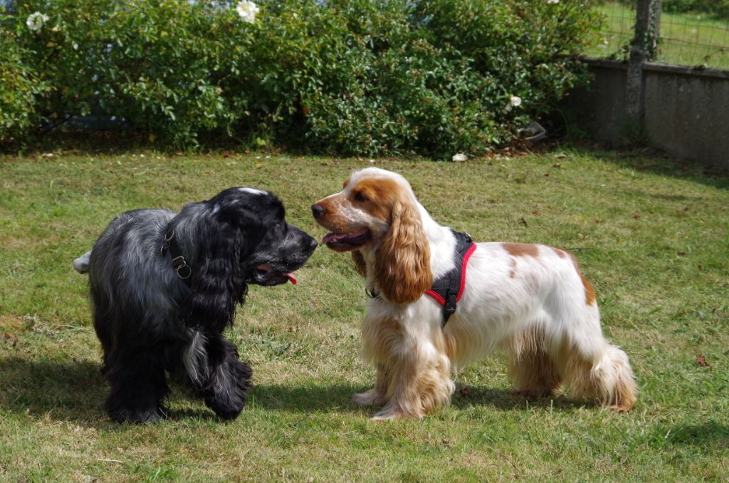 ar Sterenn Gwen - Orlando et Oberyn à la journée spaniel de Monterrein