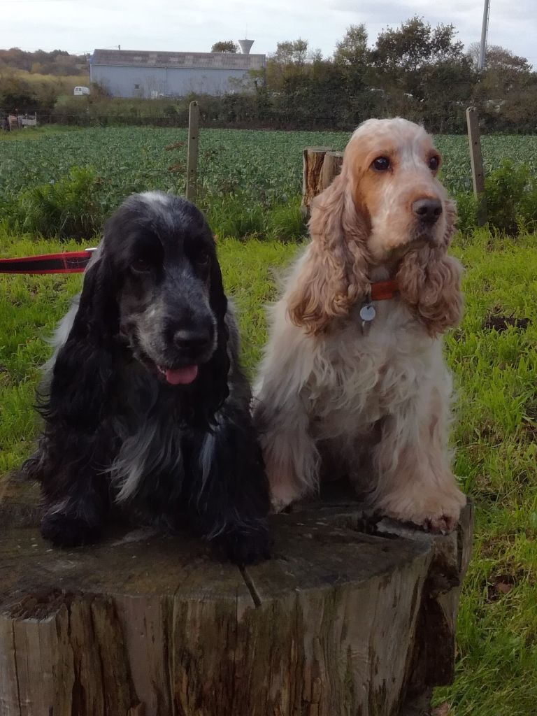 ar Sterenn Gwen - des chiots cockers en janvier