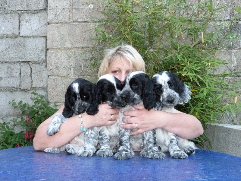 ar Sterenn Gwen - Cocker Spaniel Anglais - Portée née le 22/05/2012