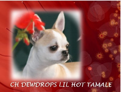 CH DEWDROP'S LIL HOT TAMALE