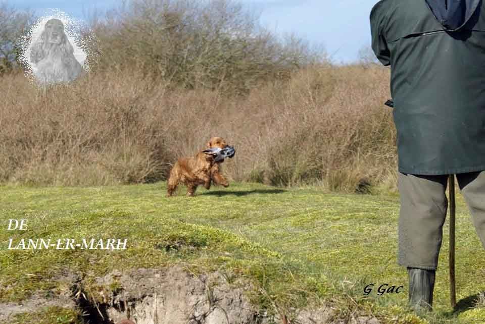 de Lann-er-Marh - Field Trial sur Gibier naturel