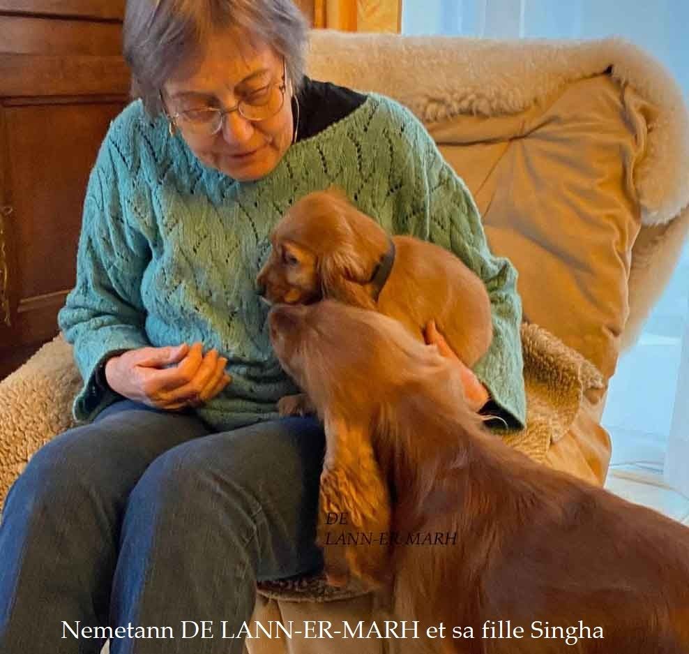 de Lann-er-Marh - Une nouvelle petite bretonne