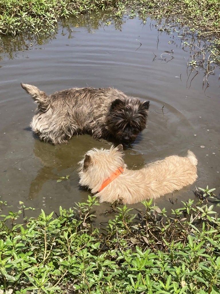 du Cèdre de Mazarin - Ripley et Oli en promenade dans les barthes