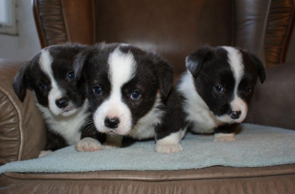 de la Cité des Grands Feux - Welsh Corgi Cardigan - Portée née le 25/02/2022