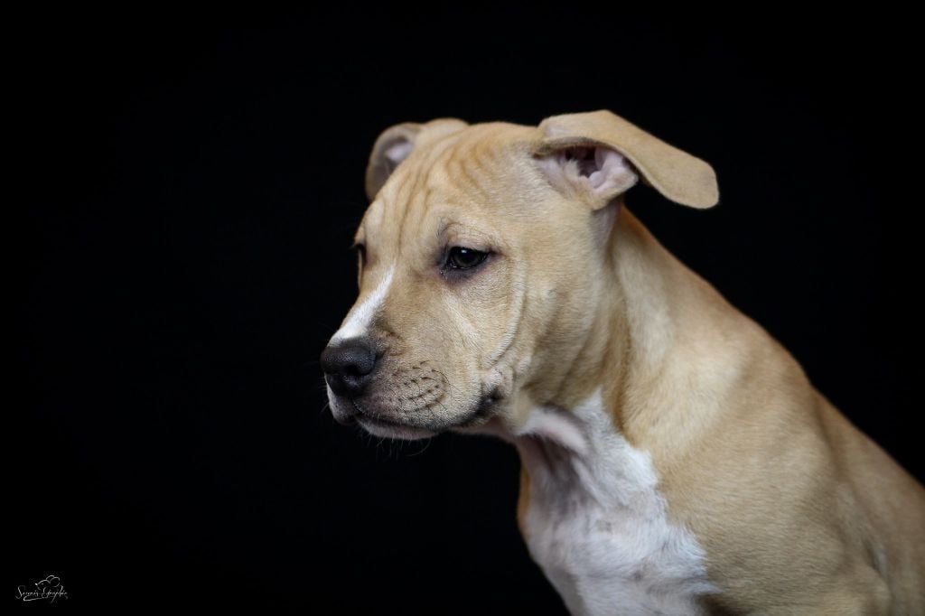 Tribal Opus - American Staffordshire Terrier - Portée née le 07/09/2017