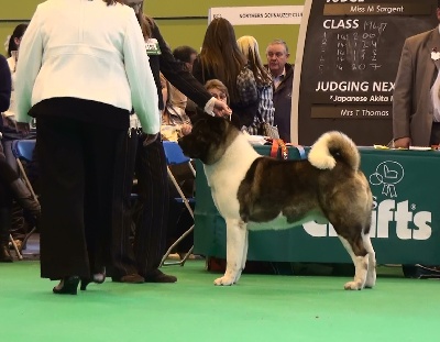 du Lac Brûlé - CRUFTS 2010