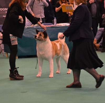 du Lac Brûlé - CRUFTS 2013