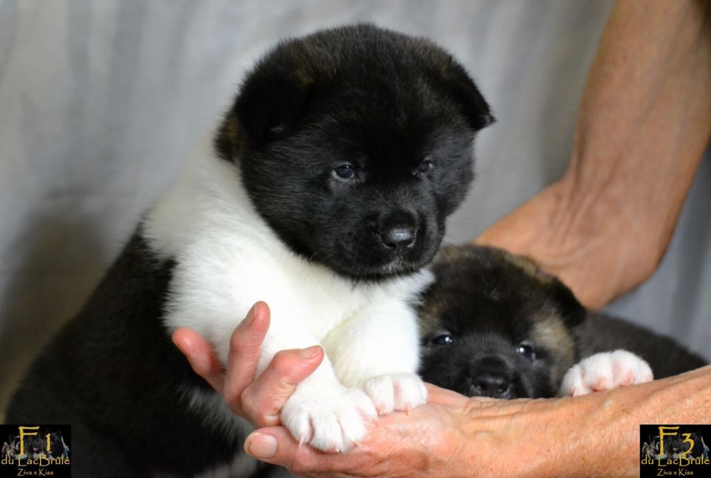 du Lac Brûlé - photos des bébés