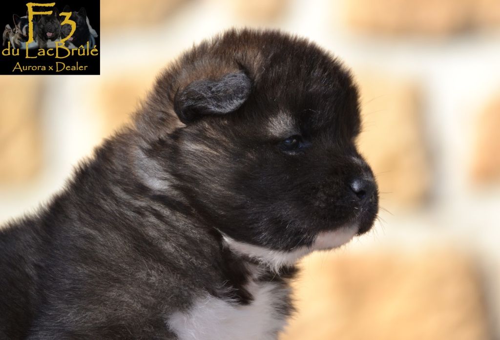 du Lac Brûlé - nouvelles photos des chiots d'Aurora