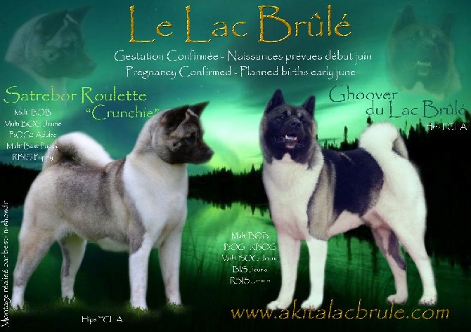 du Lac Brûlé - gestation confirmée pour Crunchie