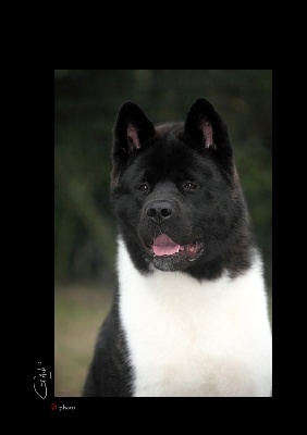 du Lac Brûlé - Best Puppy Championnat de France