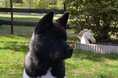 du Lac Brûlé - Best in Show Puppy pour Fyd'elle du Lac Brûlé