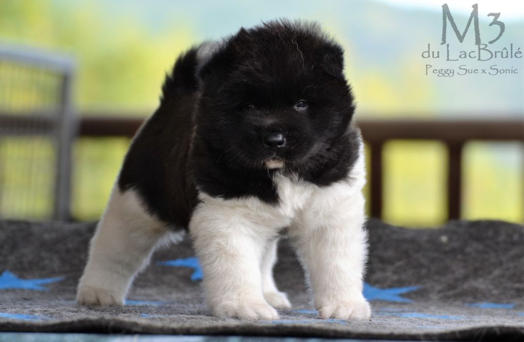 du Lac Brûlé - Chiots Peggy 4 semaines