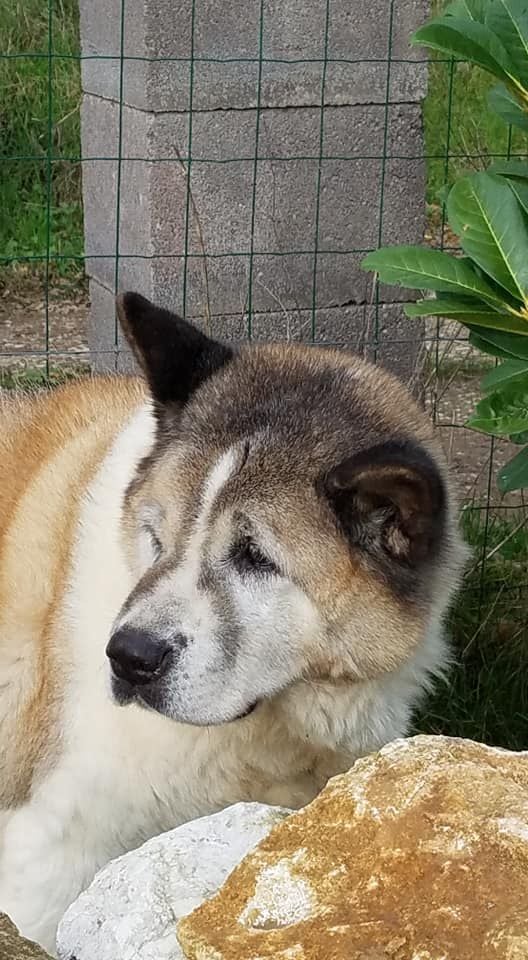 du Lac Brûlé - 14 ans pour Ashka !!