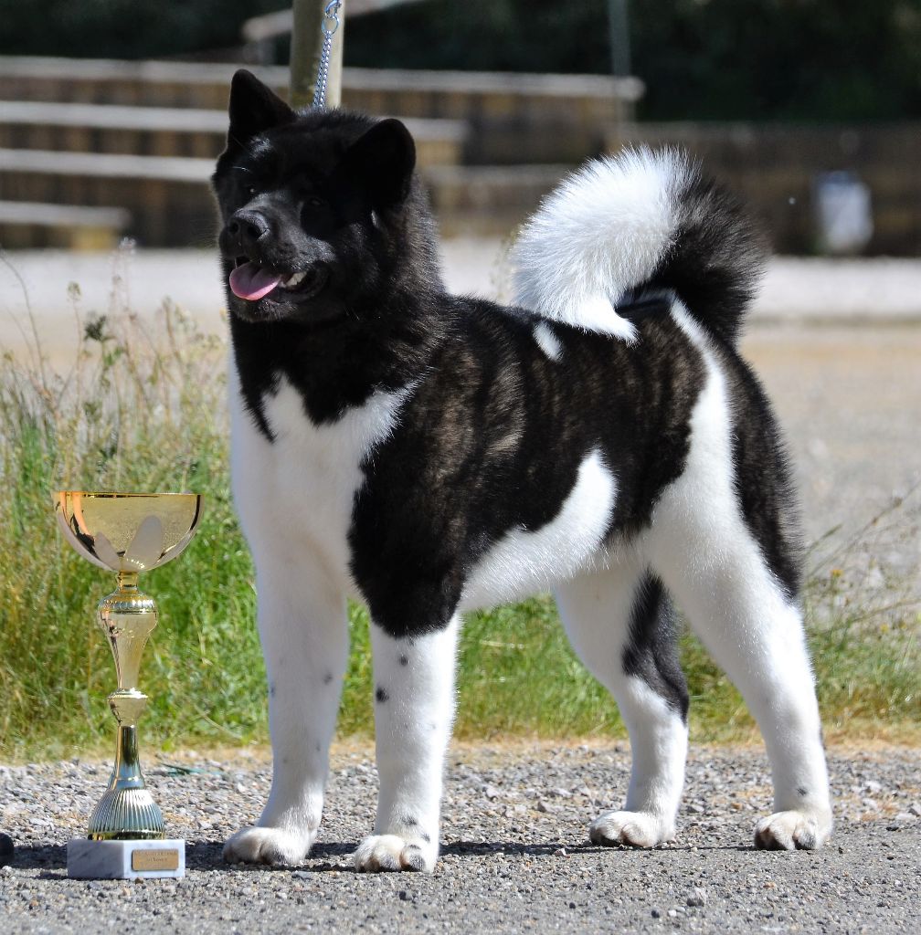 du Lac Brûlé - BEST IN SHOW PUPPY !!!