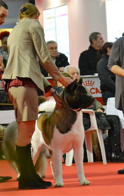 du Lac Brûlé - Best in show Puppy !!!