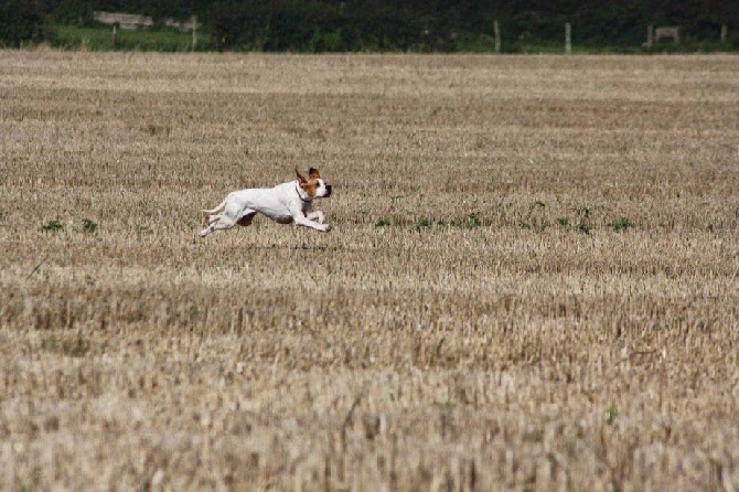 du Pied de la Roche - Derby Pointer Club