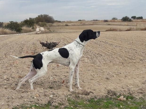 du Pied de la Roche - Field Audinghen