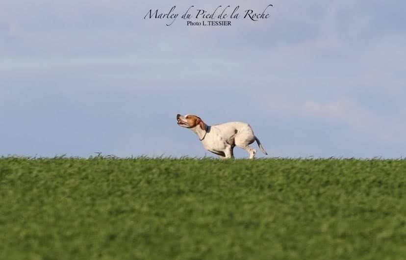 du Pied de la Roche - Marley Cacit