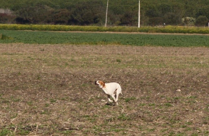 du Pied de la Roche - Field de Fienvillers ( 80 )