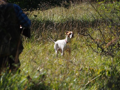 du Pied de la Roche - Hindy a la chasse