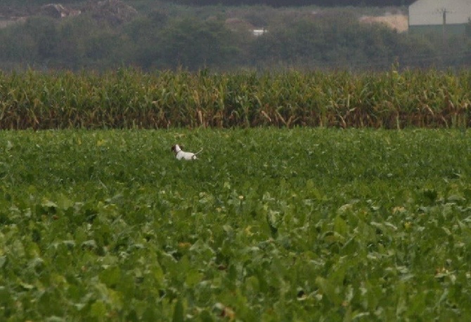 du Pied de la Roche - Field de Beaumontel (27 )