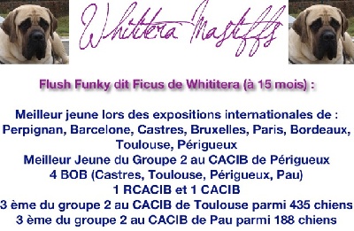 de Whititera - Ficus de Whititera.... 3ème du groupe 2 à Pau!!!