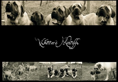 de Whititera - Whititera Mastiffs en vidéo!!!