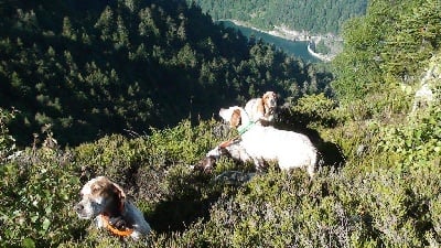 du Parc des Chaumes - Baghéra et Briska à la montagne