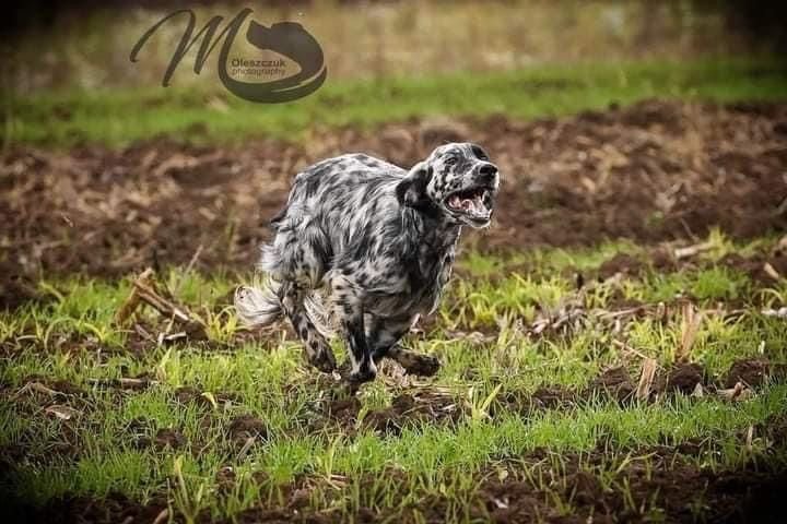 du Parc des Chaumes - Ocelot Champion de GQ