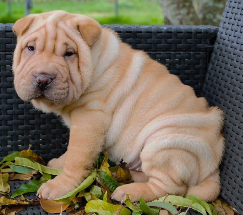 des lumières de Sirius - Chiots disponibles - Shar Pei