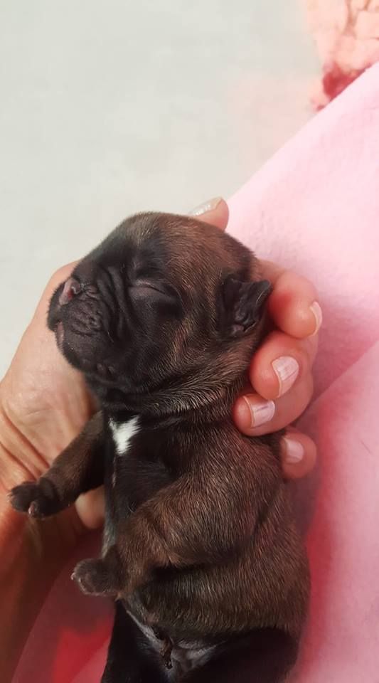 De Lossamolosse - Chiots disponibles - Bouledogue français