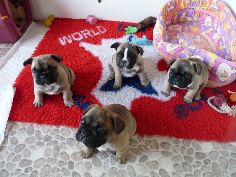 Chiot Bouledogue français De Lossamolosse