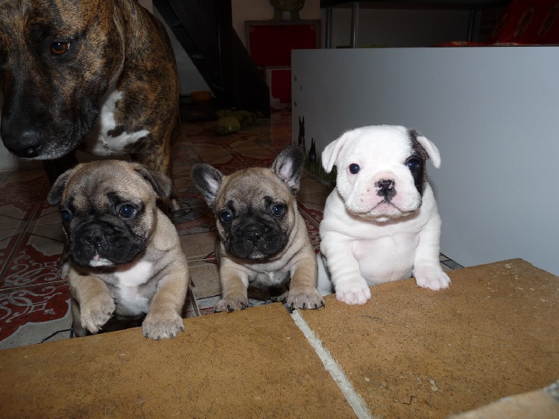 Chiot Bouledogue français De Lossamolosse