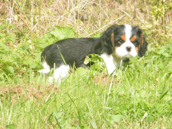 de Paline - Chiots mâles Disponibles