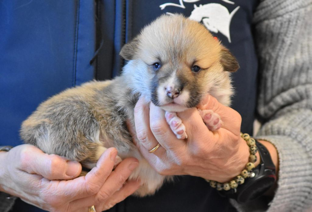 de Paline - Chiots disponibles - Welsh Corgi Pembroke