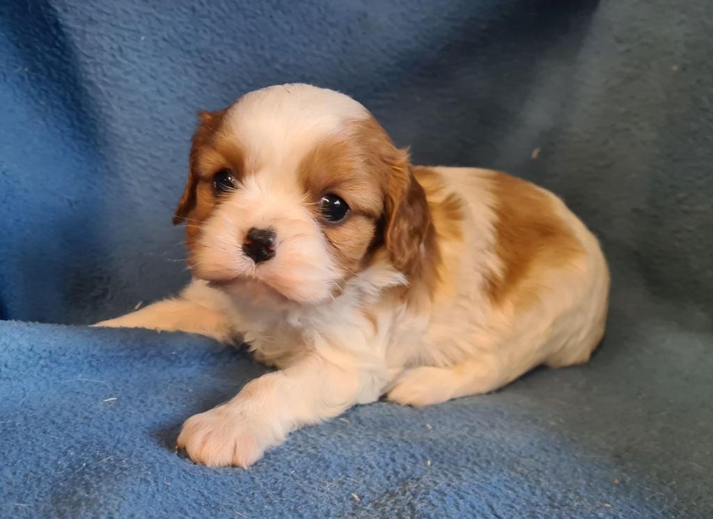 Chiot Cavalier King Charles Spaniel de Paline