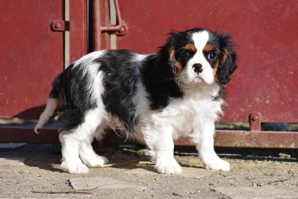 de Paline - Cavalier King Charles Spaniel - Portée née le 07/12/2024