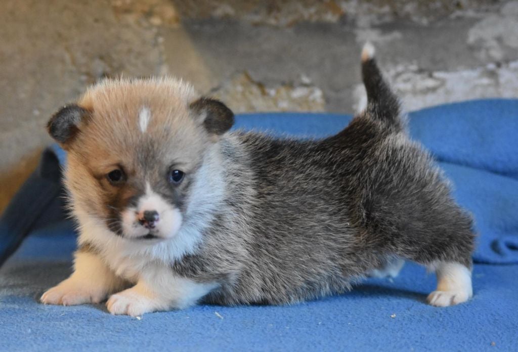 de Paline - Chiots disponibles - Welsh Corgi Pembroke