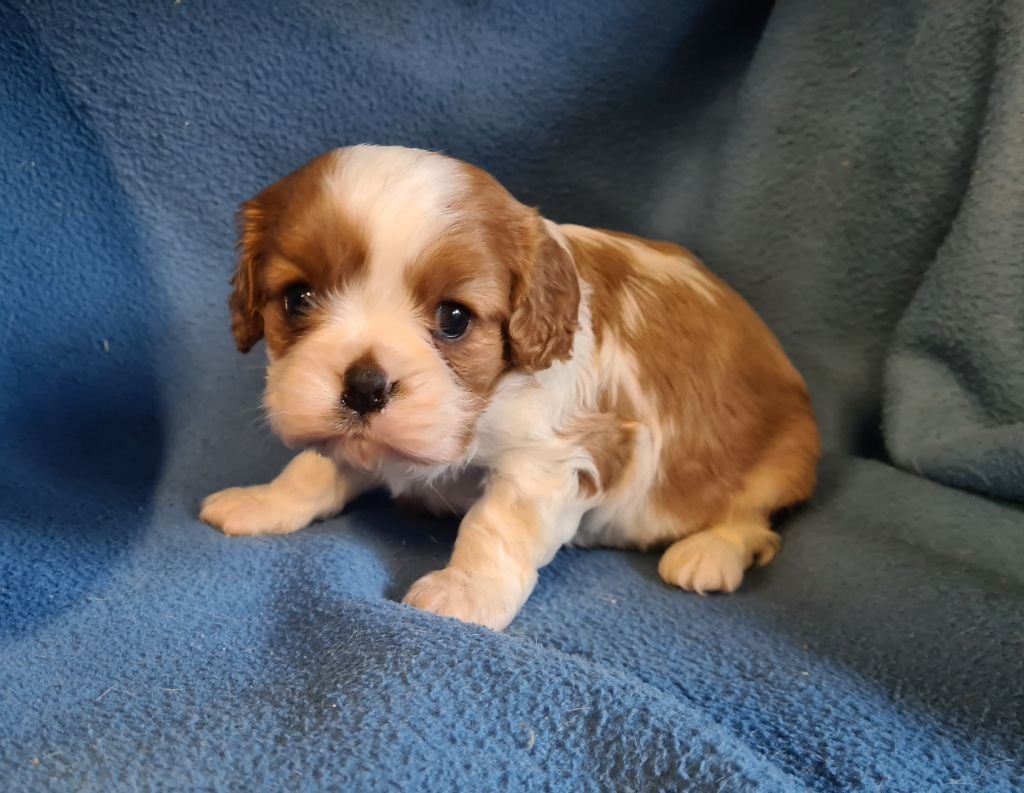 de Paline - Chiots disponibles - Cavalier King Charles Spaniel